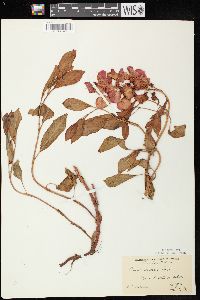 Rumex venosus image