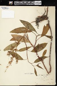 Rumex verticillatus image