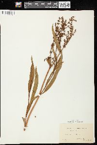 Rumex verticillatus image