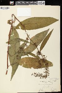 Rumex verticillatus image