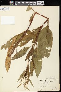 Rumex verticillatus image