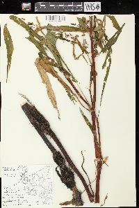 Rumex verticillatus image