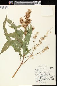 Rumex verticillatus image