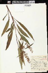 Rumex verticillatus image