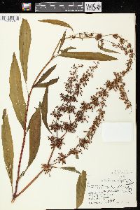 Rumex verticillatus image