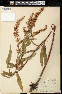 Rumex verticillatus image