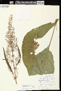 Rumex verticillatus image