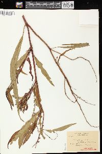 Rumex verticillatus image