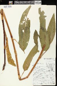 Rumex verticillatus image