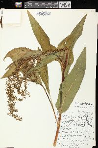 Rumex verticillatus image