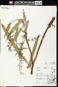 Rumex verticillatus image