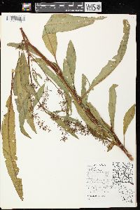 Rumex verticillatus image