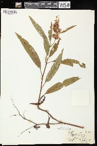 Rumex verticillatus image