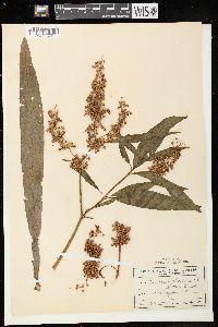 Rumex verticillatus image