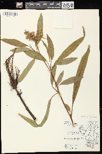 Rumex verticillatus image