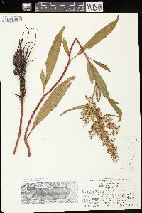 Rumex verticillatus image