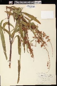 Rumex verticillatus image