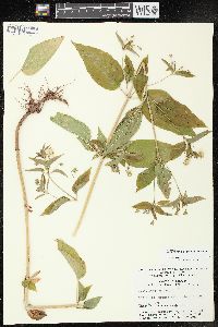 Lysimachia ciliata image