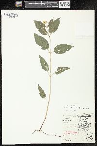 Lysimachia ciliata image