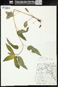 Lysimachia ciliata image