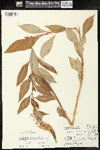 Lysimachia clethroides image