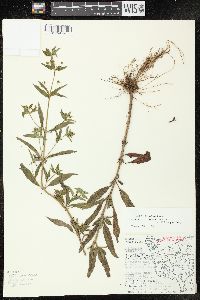 Lysimachia hybrida image