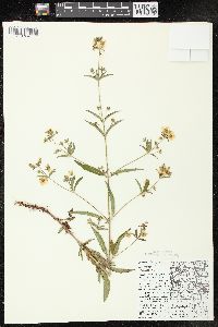 Lysimachia hybrida image