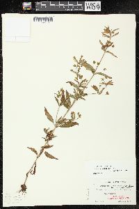 Lysimachia hybrida image