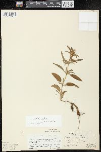 Lysimachia hybrida image