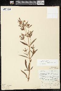 Lysimachia hybrida image