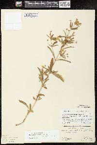 Lysimachia hybrida image