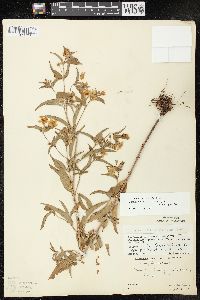 Lysimachia hybrida image