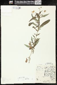 Lysimachia lanceolata image