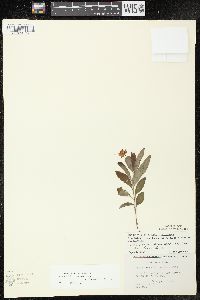 Lysimachia lanceolata image