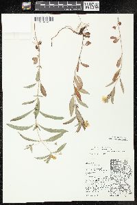 Lysimachia lanceolata image