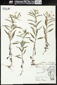 Lysimachia lanceolata image