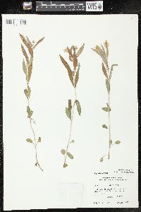 Lysimachia lanceolata image