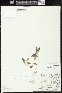 Lysimachia lanceolata image