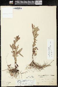 Lysimachia lanceolata image