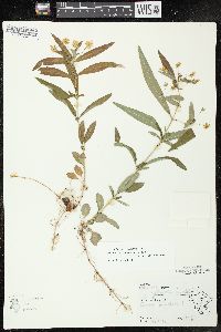 Lysimachia lanceolata image