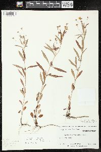 Lysimachia lanceolata image