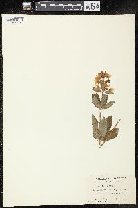 Lysimachia punctata image