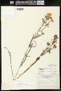 Lysimachia quadriflora image