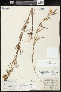 Lysimachia quadriflora image