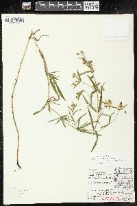 Lysimachia quadriflora image