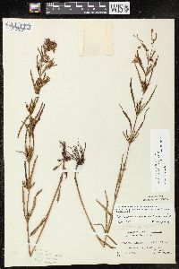 Lysimachia quadriflora image