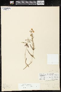 Lysimachia quadriflora image