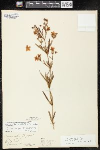 Lysimachia quadriflora image