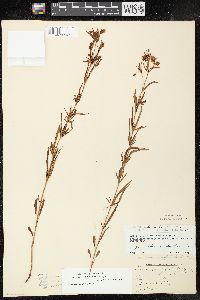 Lysimachia quadriflora image