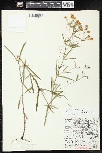 Lysimachia quadriflora image